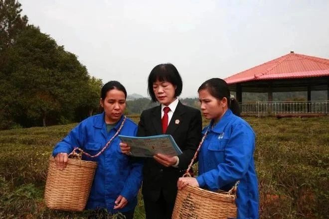 关于茶乡女法官：学茶艺，悟茶道，颂党恩，铭初心的信息(6)