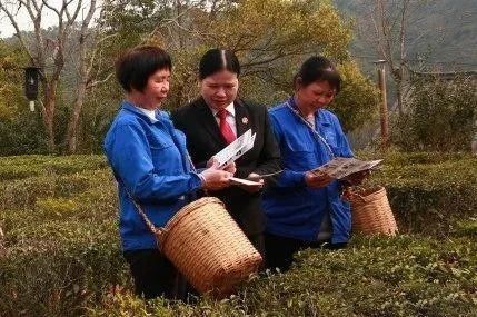 关于茶乡女法官：学茶艺，悟茶道，颂党恩，铭初心的信息(5)