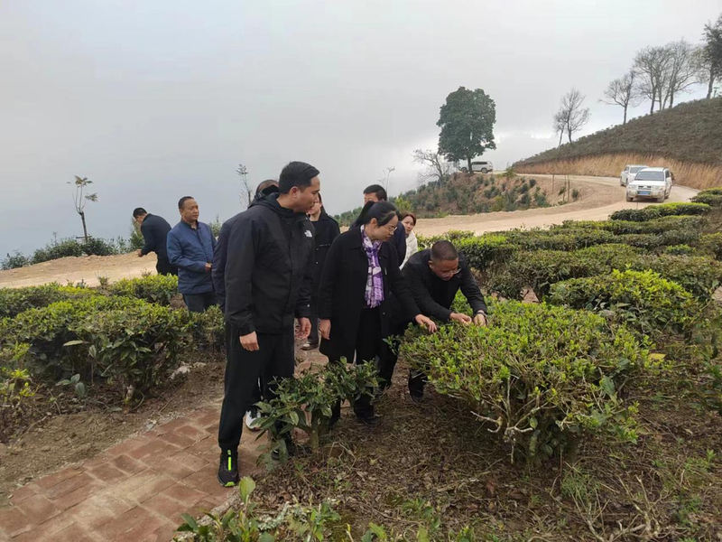 关于红河县政协赴绿春县考察调研“茶叶产业发展”情况的最新消息