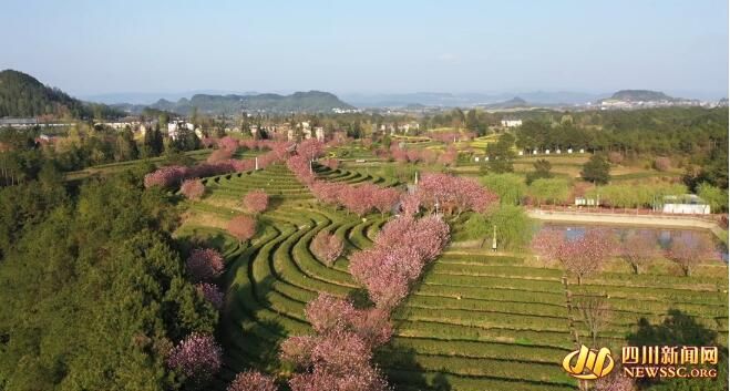 关于平昌三十二梁的春茶香的消息(1)