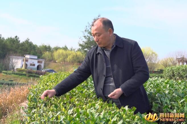 关于平昌三十二梁的春茶香的消息