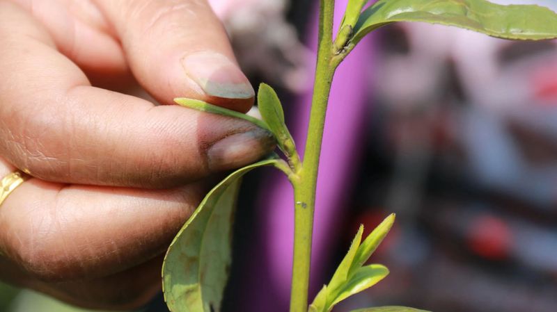 有关于德江：首批春茶开采的最新消息(2)
