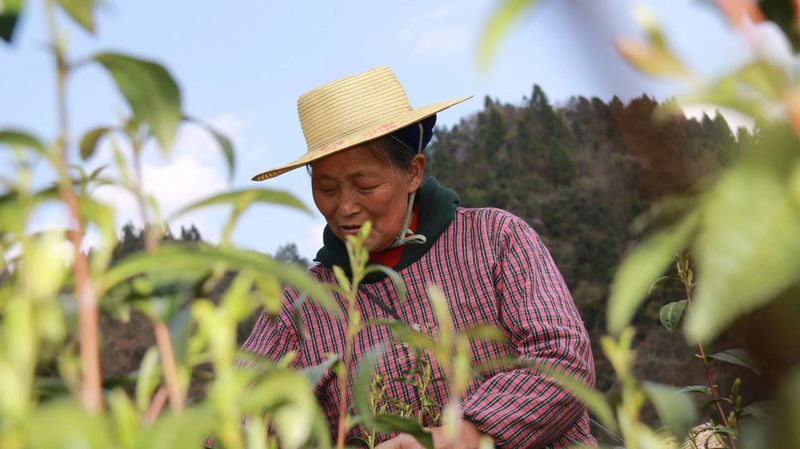 有关于德江：首批春茶开采的最新消息(1)