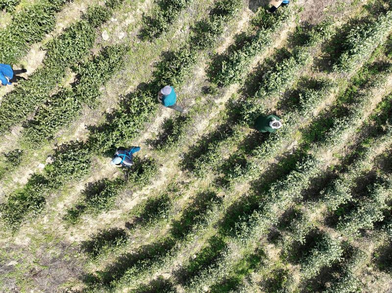 有关于德江：首批春茶开采的最新消息