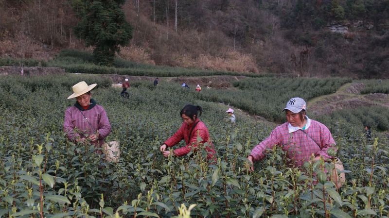 有关于德江：首批春茶开采的最新消息(3)