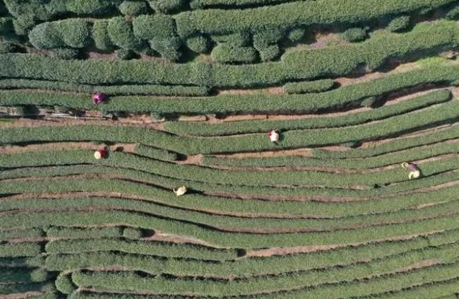 有关于属于杭州的春天滋味来了，西湖龙井新茶正式开采的信息