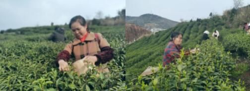 关于聚凤乡  阳春三月芽尽发 春风十里采茶忙的新闻(1)