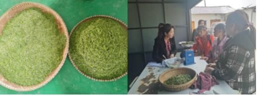 关于聚凤乡  阳春三月芽尽发 春风十里采茶忙的新闻(2)