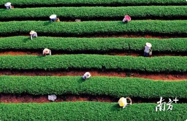 关于2023年2月茶行业资讯汇总的最新消息(4)