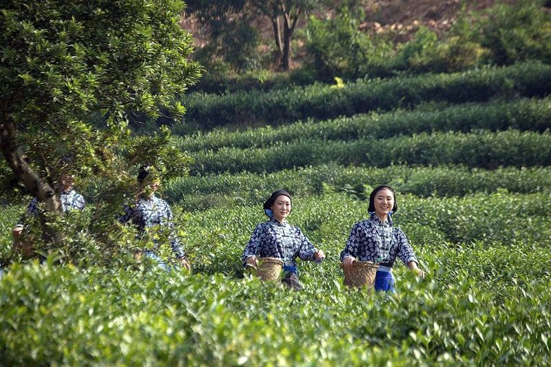 有关于中国茶村，洞庭山碧螺春产地吴中区的信息(5)