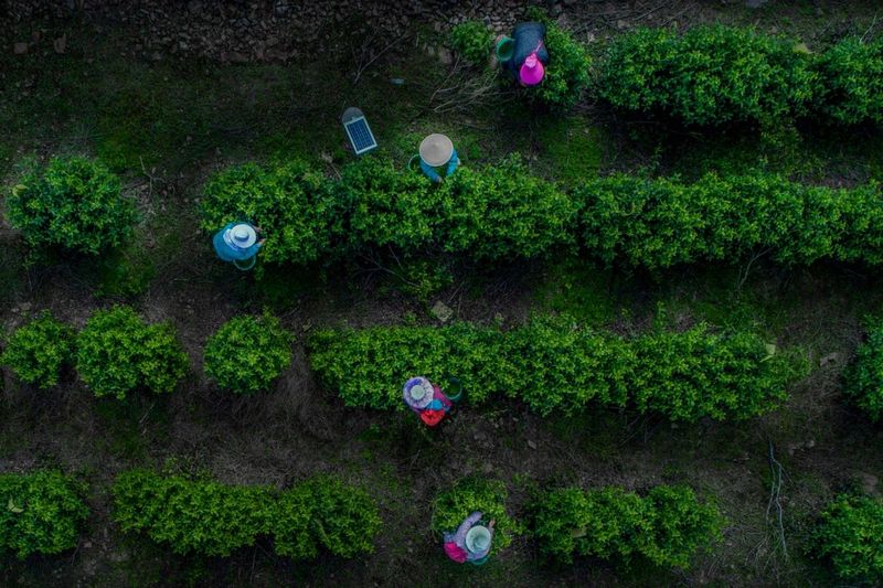 有关于中国茶村，洞庭山碧螺春产地吴中区的信息(4)