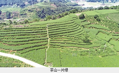 关于福鼎店下：小茶叶撬动大茶业的资讯