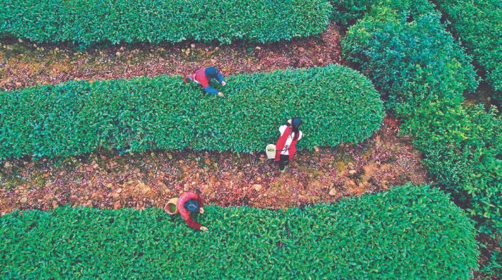 关于威远小河镇：3万亩春茶进入采摘季的资讯