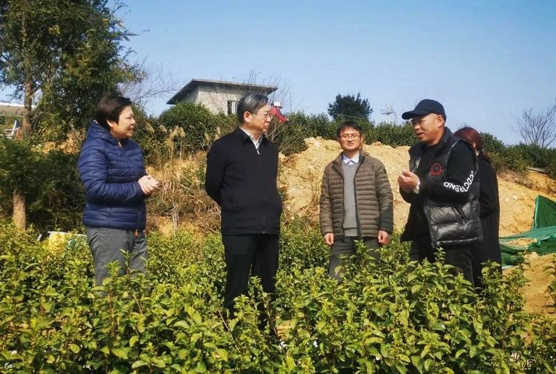 有关于中国茶科所书记、副所长江用文来文调研指导茶产业发展的新闻(4)