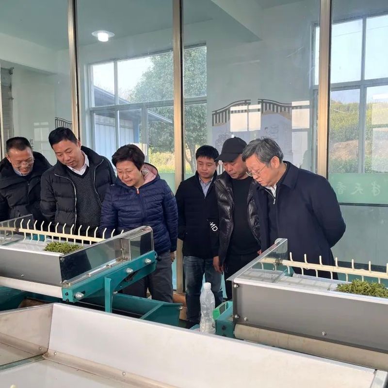 有关于中国茶科所书记、副所长江用文来文调研指导茶产业发展的新闻(1)