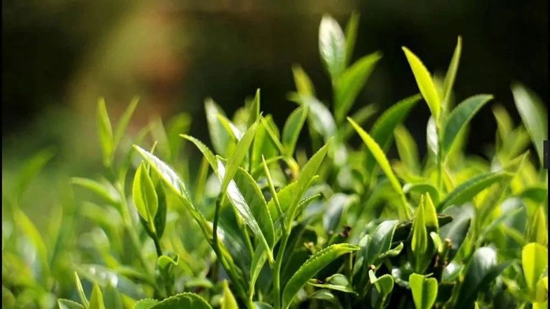 有关于寻的一款好的六堡茶，还要注意冲泡的方式的相关内容