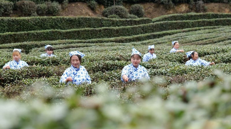 关于汉中城固首届茶农丰收节暨山花茶业开园启动仪式顺利举行的资讯(1)
