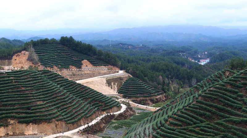 关于汉中城固首届茶农丰收节暨山花茶业开园启动仪式顺利举行的资讯(2)