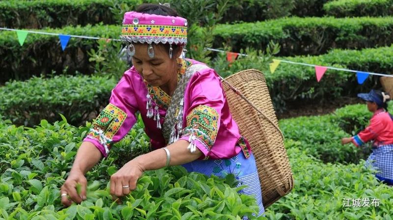 有关于江城：采茶比赛显身手 春到彝乡茶韵浓的信息(3)