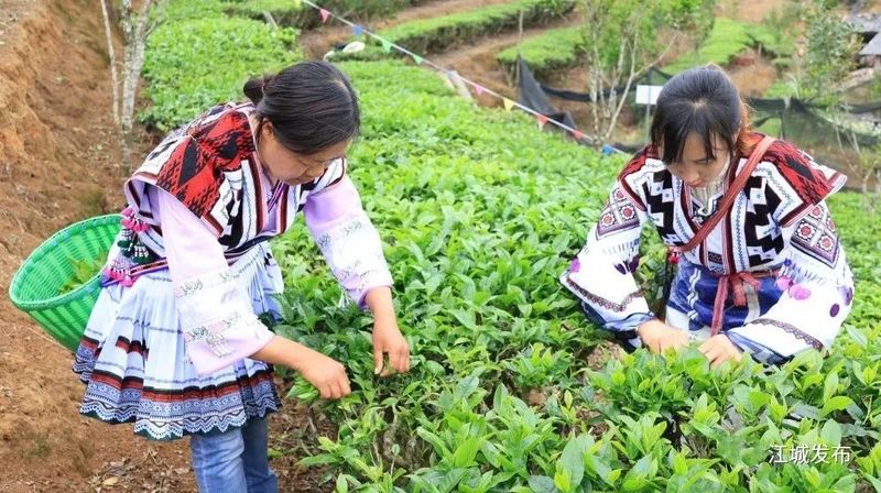 有关于江城：采茶比赛显身手 春到彝乡茶韵浓的信息(2)