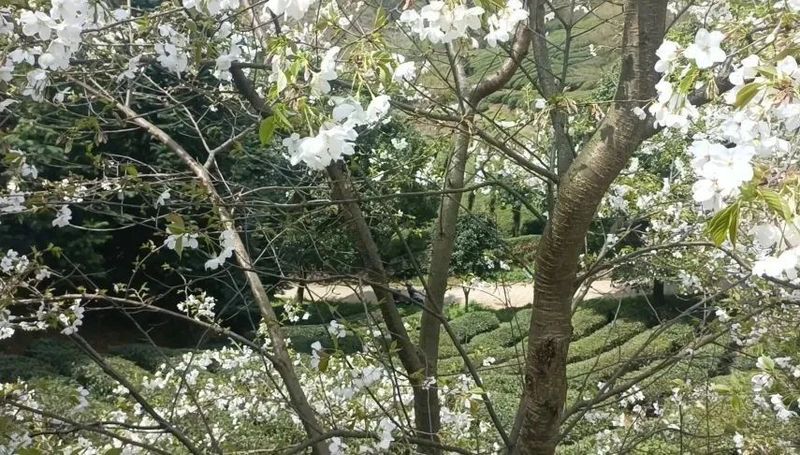 关于春茶已开采 香茗待客来——2023年安顺茶叶品牌招商推介活动举办的新闻(1)