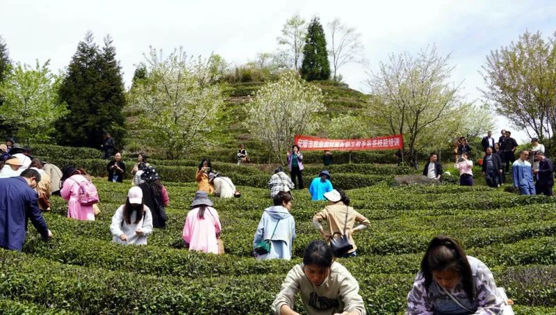 关于春茶已开采 香茗待客来——2023年安顺茶叶品牌招商推介活动举办的新闻(10)