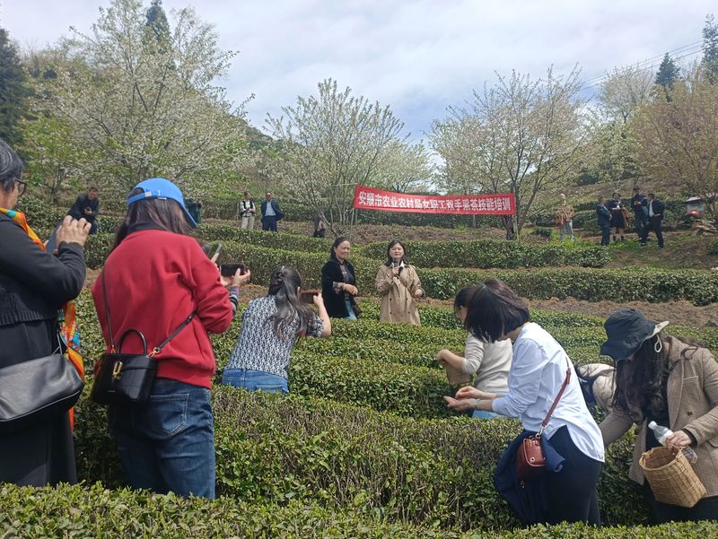关于春茶已开采 香茗待客来——2023年安顺茶叶品牌招商推介活动举办的新闻(9)