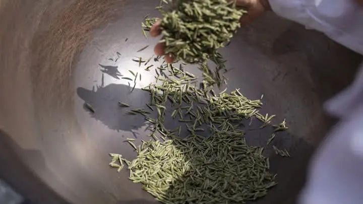 关于镇江金山翠芽绿茶，最贵每斤6000元！的相关内容(6)