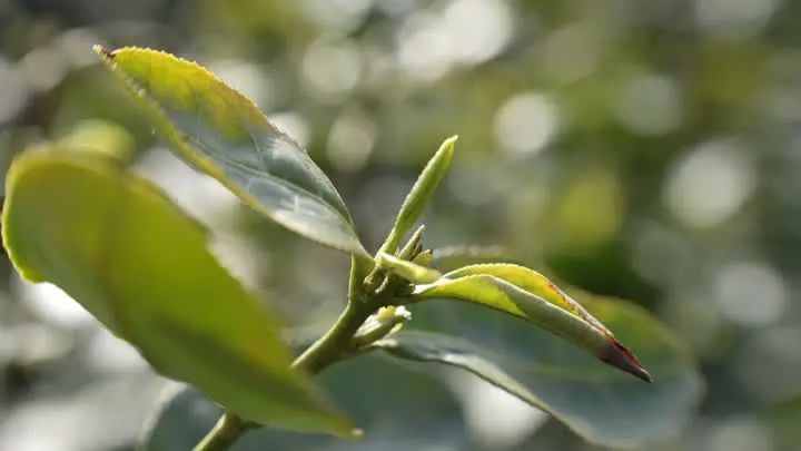 关于镇江金山翠芽绿茶，最贵每斤6000元！的相关内容(3)