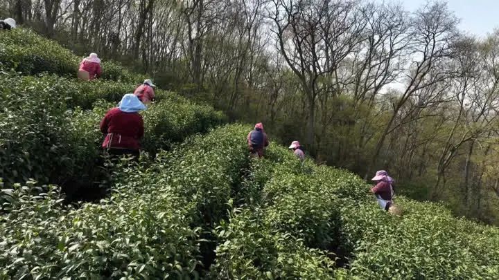 关于镇江金山翠芽绿茶，最贵每斤6000元！的相关内容(2)