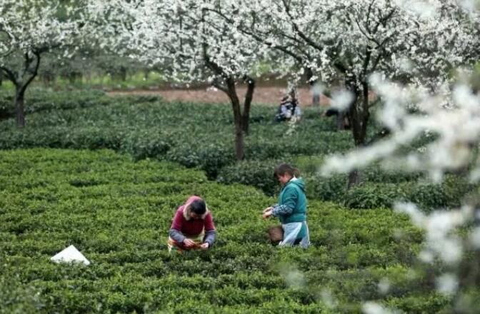 有关于福泉陆坪：春茶吐新绿 果树绽银花的最新消息(2)