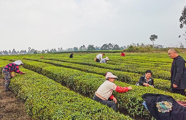 关于自贡荣县：60万斤春茶独芽卖了7800余万元的新闻