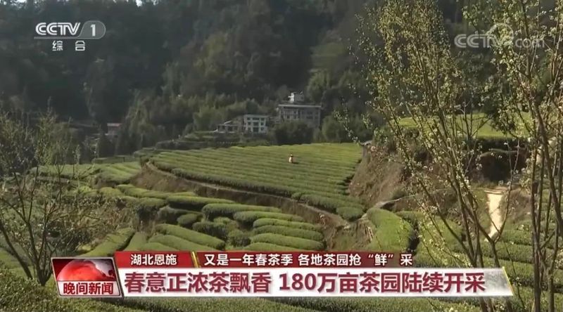 有关于央视一套报道恩施州180万亩茶园陆续开采的信息
