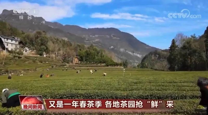 有关于央视一套报道恩施州180万亩茶园陆续开采的信息(2)
