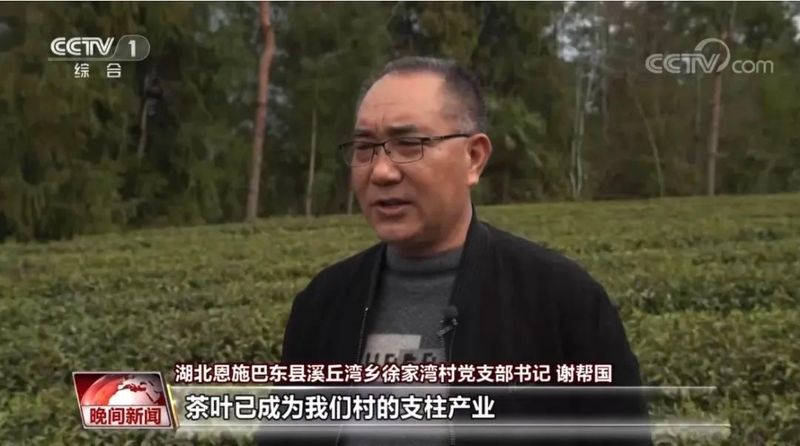 有关于央视一套报道恩施州180万亩茶园陆续开采的信息(1)