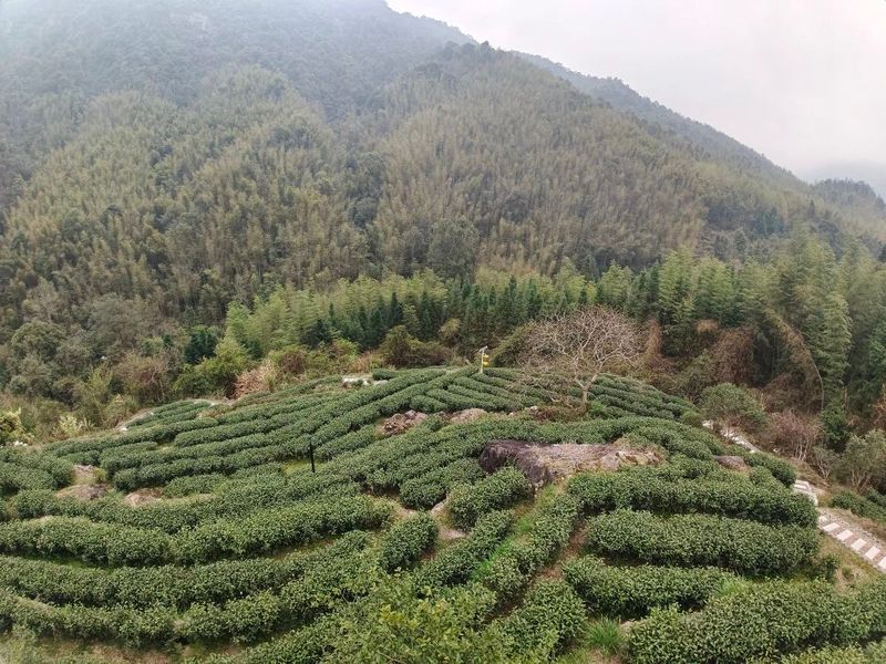 有关于春日迟迟闲啜茶 且以欢喜度流年（1）的相关信息(13)