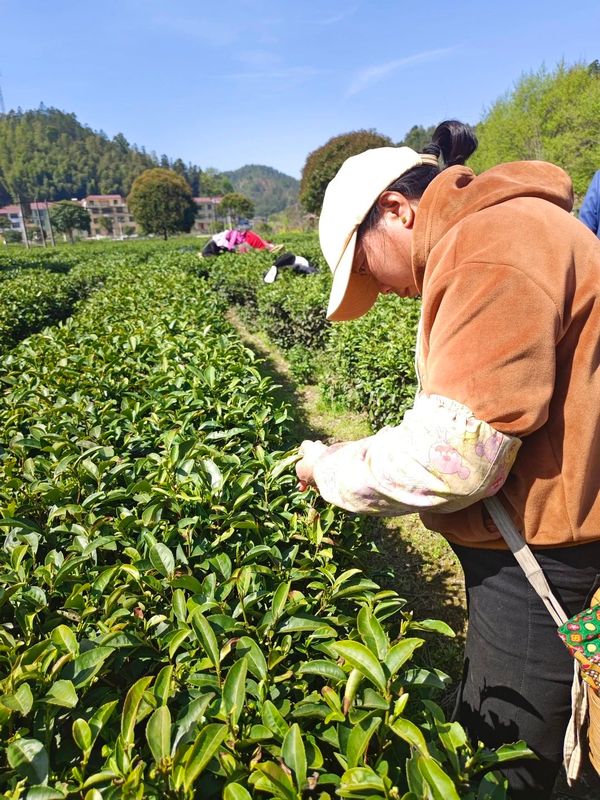 有关于春日迟迟闲啜茶 且以欢喜度流年（1）的相关信息(6)