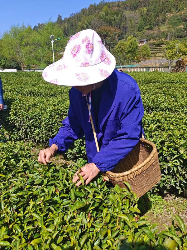 有关于春日迟迟闲啜茶 且以欢喜度流年（1）的相关信息(7)