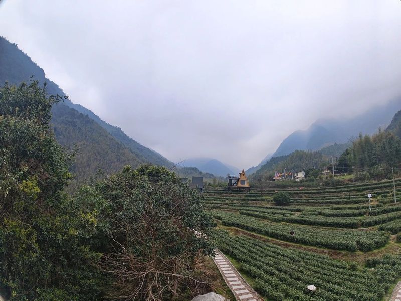 有关于春日迟迟闲啜茶 且以欢喜度流年（1）的相关信息(11)