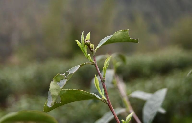 有关于春日迟迟闲啜茶 且以欢喜度流年（1）的相关信息(14)