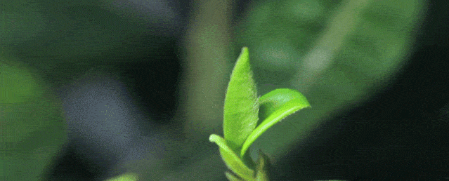 有关于春日迟迟闲啜茶 且以欢喜度流年（1）的相关信息(2)