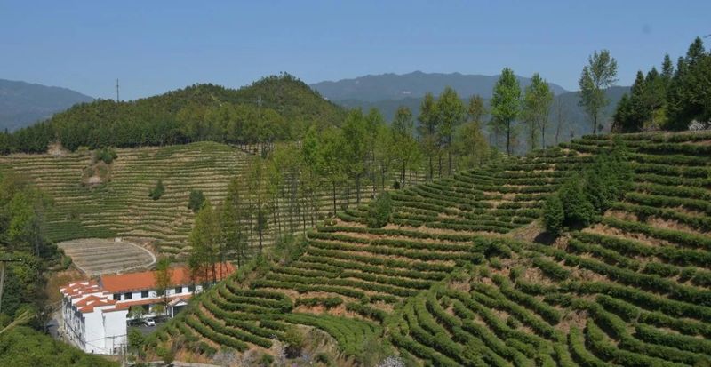 有关于春日迟迟闲啜茶 且以欢喜度流年（1）的相关信息(5)