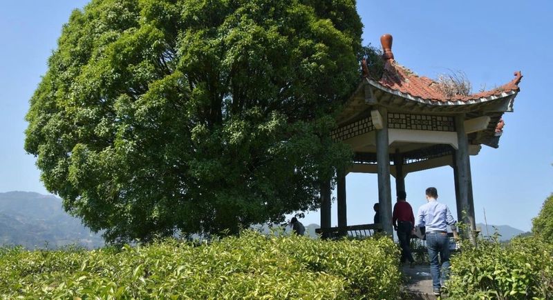 有关于春日迟迟闲啜茶 且以欢喜度流年（1）的相关信息