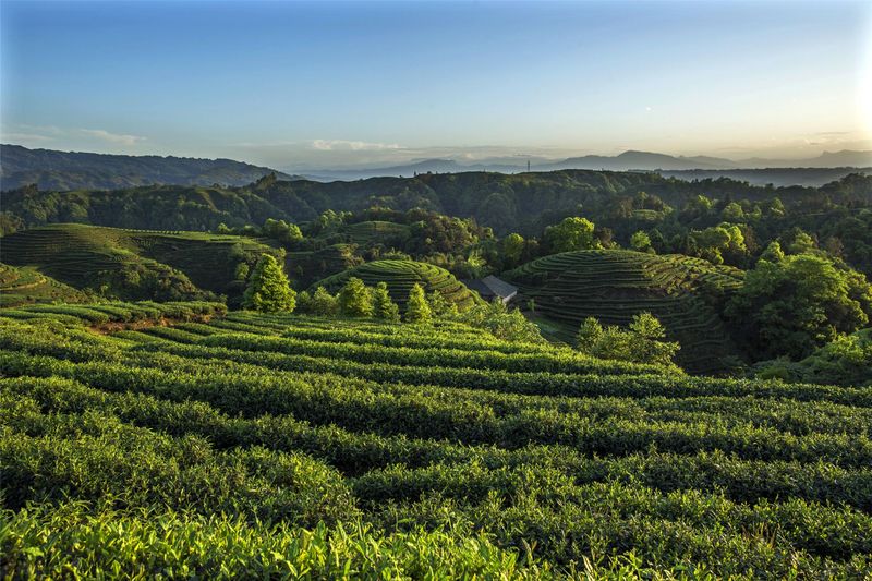 关于三茶统筹·名山共识在雅安宣布的信息(2)