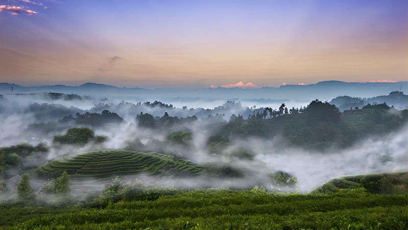 关于三茶统筹·名山共识在雅安宣布的信息(7)
