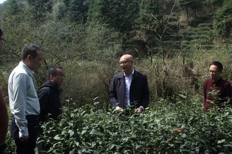 有关于冉博到都匀市调研茶产业发展情况并宣讲全国两会精神的信息