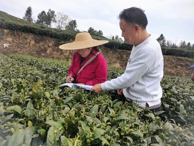 关于守护干净茶：湄江街道围绕六个“一”捍卫茶叶质量安全的信息(2)