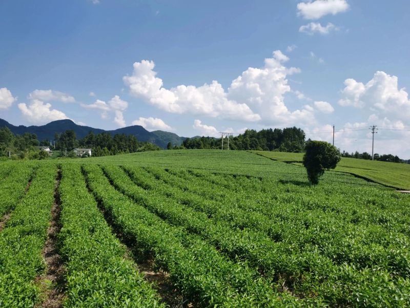 关于守护干净茶：湄江街道围绕六个“一”捍卫茶叶质量安全的信息(5)