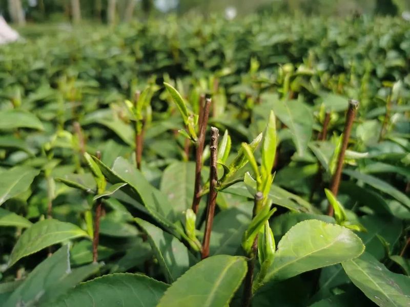 关于守护干净茶：湄江街道围绕六个“一”捍卫茶叶质量安全的信息(1)