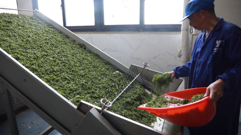 有关于泰顺茶园综合产值达12亿元的新闻(1)